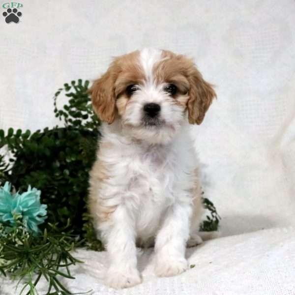 Ezra, Cavachon Puppy