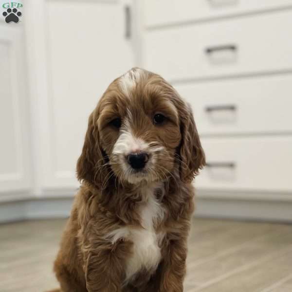 Rhiley, Goldendoodle Puppy