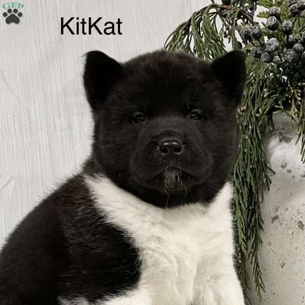KitKat, Akita Puppy