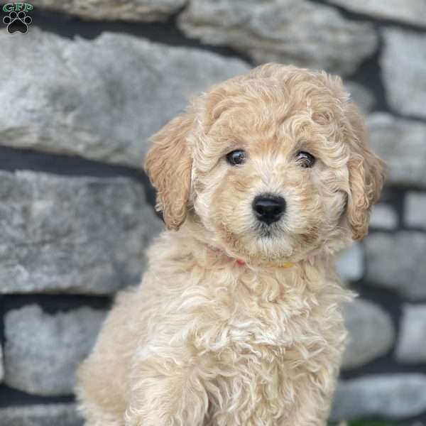 Amber, Mini Goldendoodle Puppy
