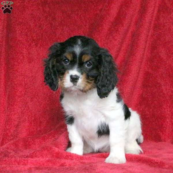 Fern, Cavalier King Charles Spaniel Puppy