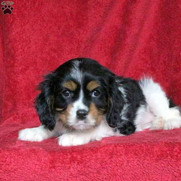 Fiona, Cavalier King Charles Spaniel Puppy