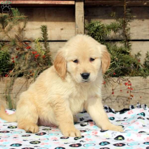 Fitz, Golden Retriever Puppy