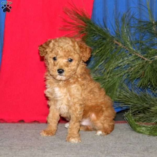 Flexus, Miniature Poodle Puppy
