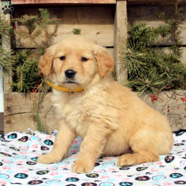 Floyd, Golden Retriever Puppy