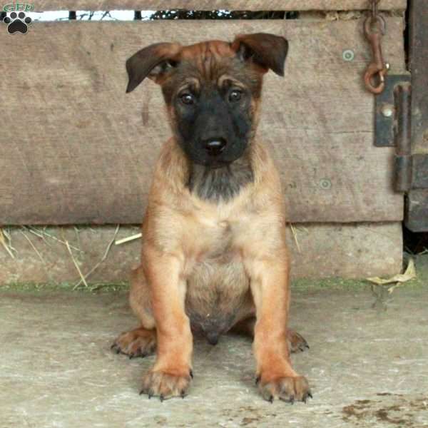 Ford, Belgian Malinois Puppy