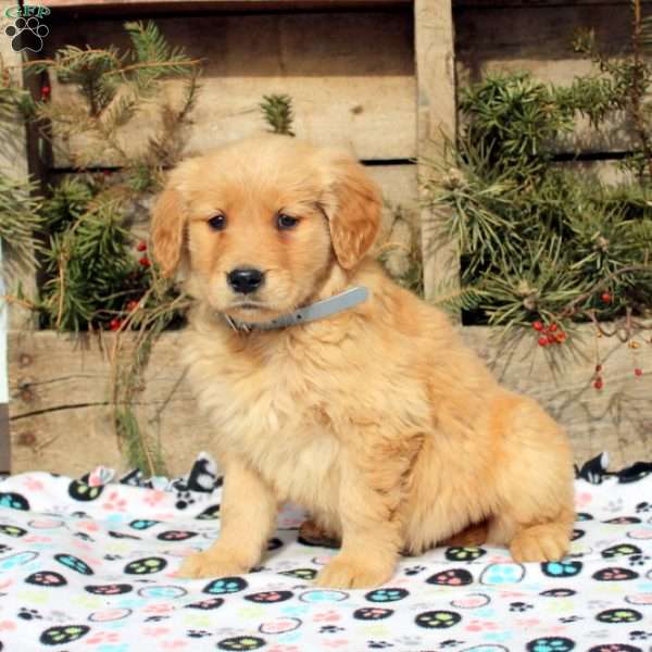 Frank, Golden Retriever Puppy