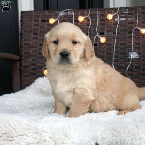 Frank, Golden Retriever Puppy