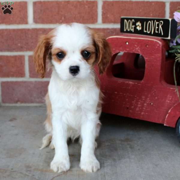 Freckles, Cavalier King Charles Spaniel Puppy