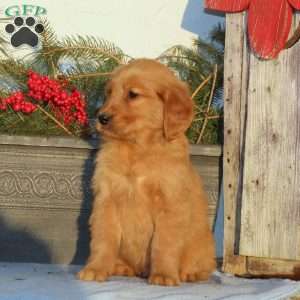 Fritz, Golden Retriever Puppy