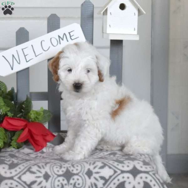 Frosty, Mini Goldendoodle Puppy