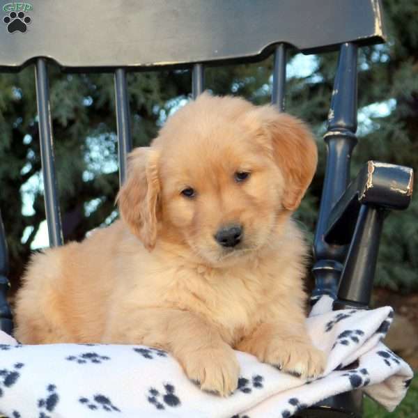 Garrett, Golden Retriever Puppy