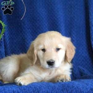Garrett, Golden Retriever Puppy