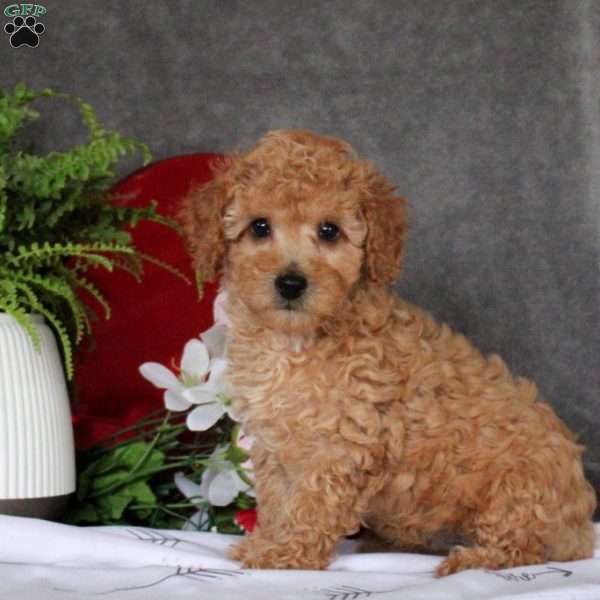 Gavin, Toy Poodle Puppy
