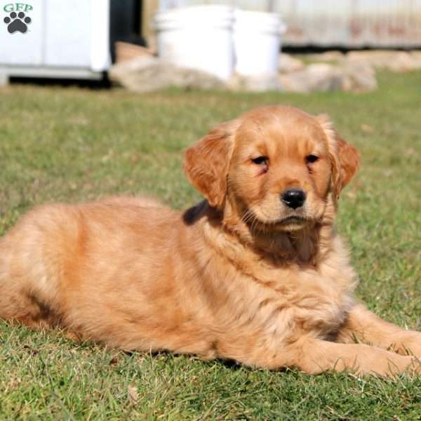 Gavin, Golden Retriever Puppy