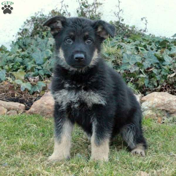 Georgia, German Shepherd Puppy