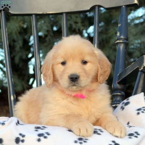 Georgia, Golden Retriever Puppy
