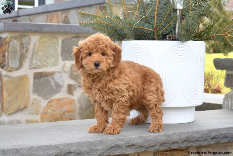 Miniature Poodle Puppy For Sale in Pennsylvania