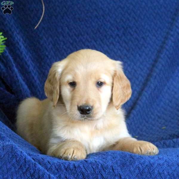 Georgie, Golden Retriever Puppy
