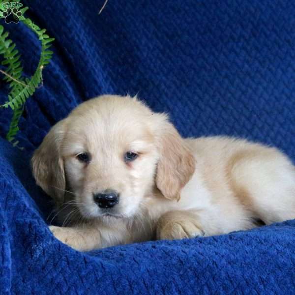Gill, Golden Retriever Puppy
