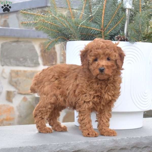 Gina, Miniature Poodle Puppy