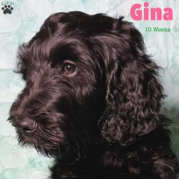 Gina, Labradoodle Puppy