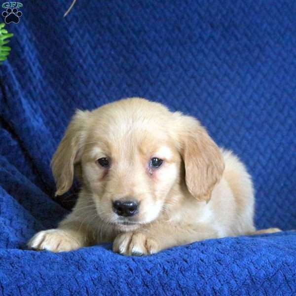Ginny, Golden Retriever Puppy