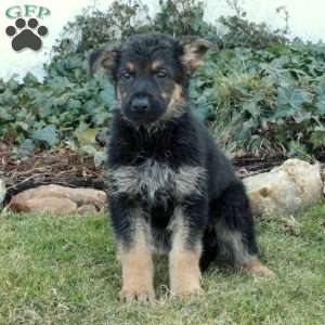 German Shepherd Puppies For Sale - Greenfield Puppies