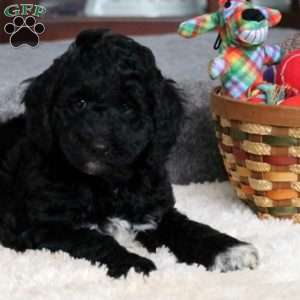 Gino, Goldendoodle Puppy