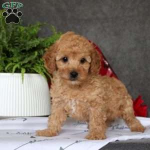 Gio, Toy Poodle Puppy