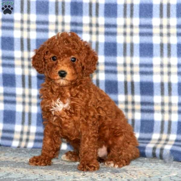 Gloria, Miniature Poodle Puppy