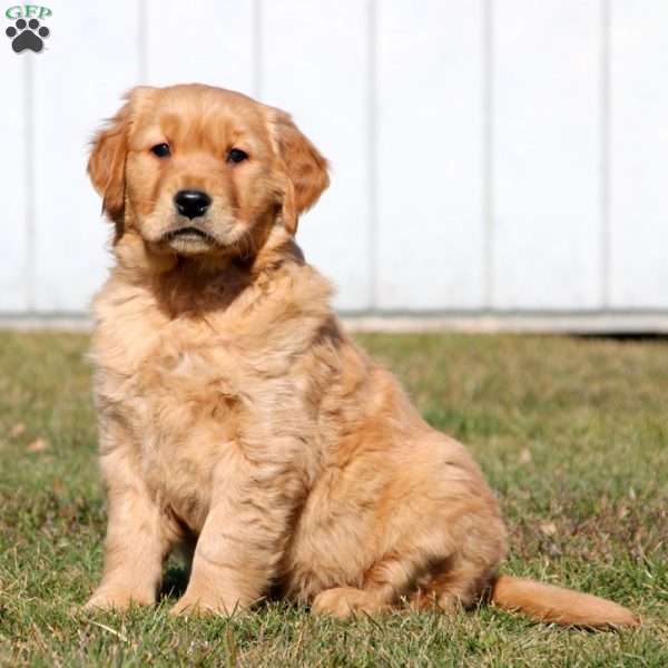 Goldie, Golden Retriever Puppy