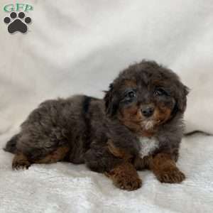 Griffon, Miniature Poodle Puppy