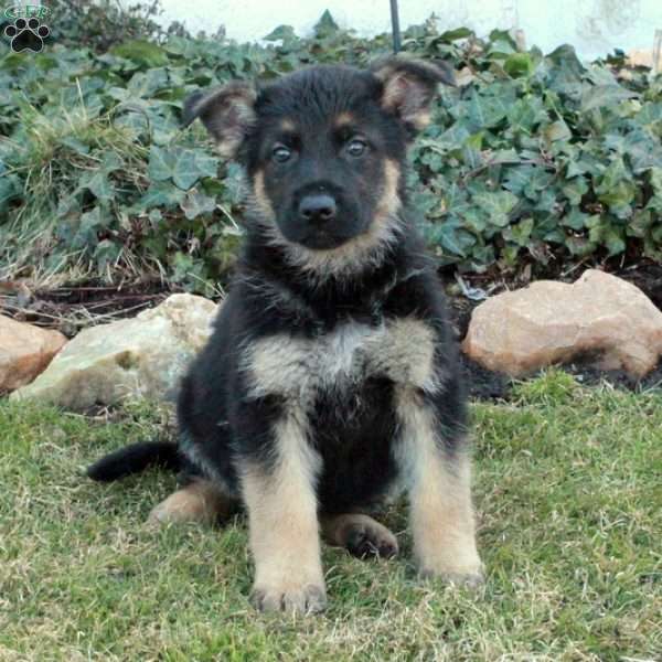 Gunner, German Shepherd Puppy