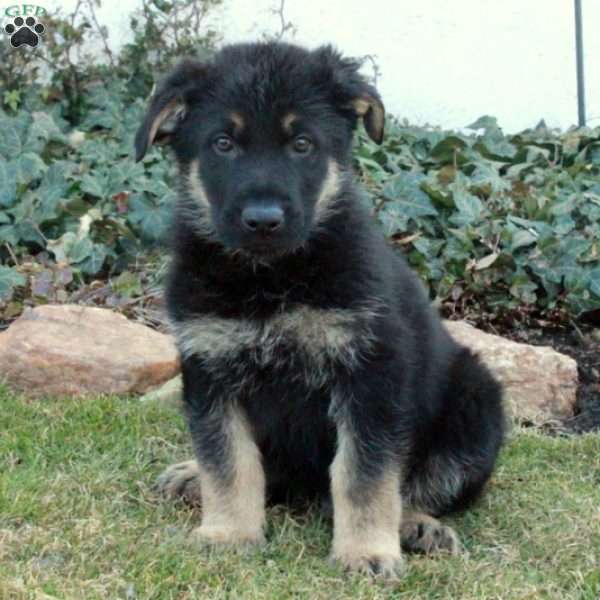 Gus, German Shepherd Puppy
