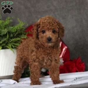 Greenfield puppies 2025 toy poodle