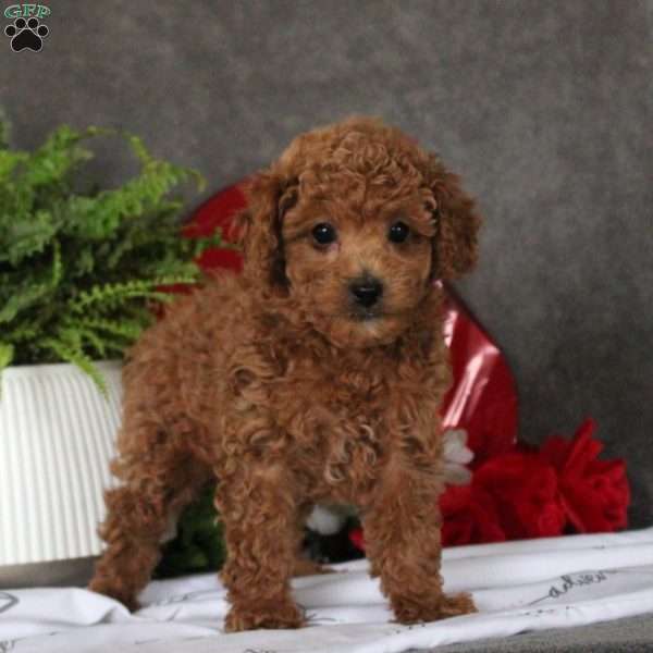 Gus, Toy Poodle Puppy