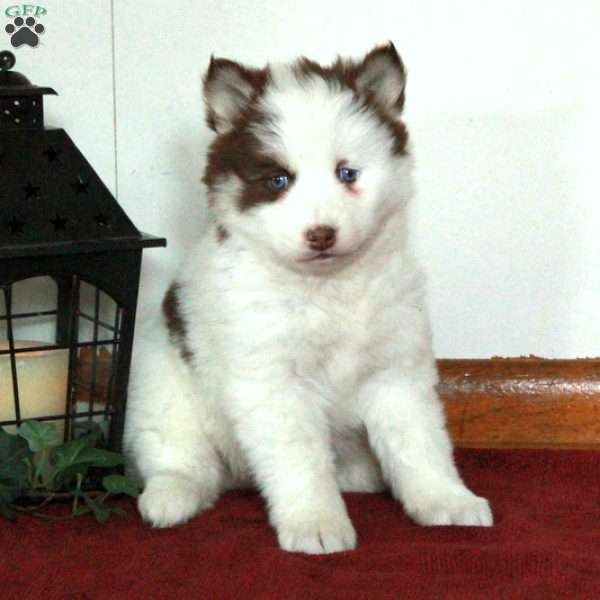 Gwen, Pomsky Puppy