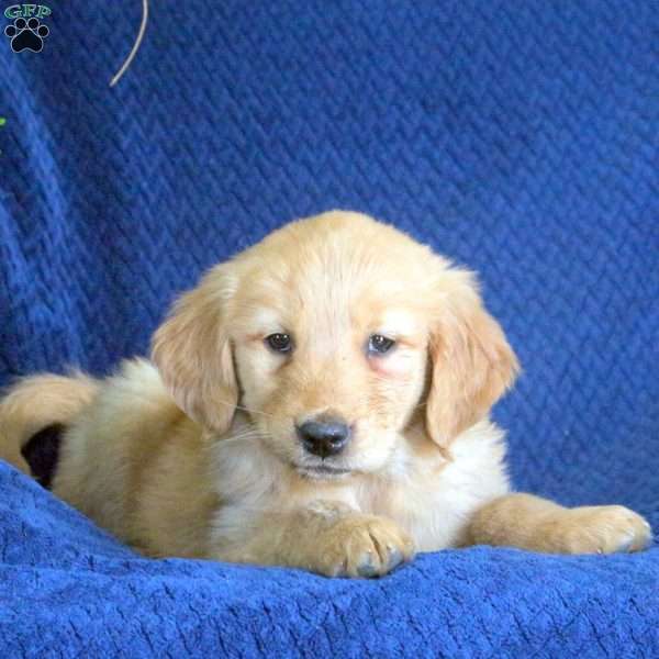 Gwen, Golden Retriever Puppy