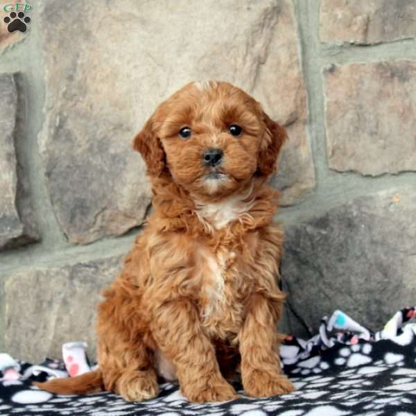 Harlow, Mini Goldendoodle Puppy