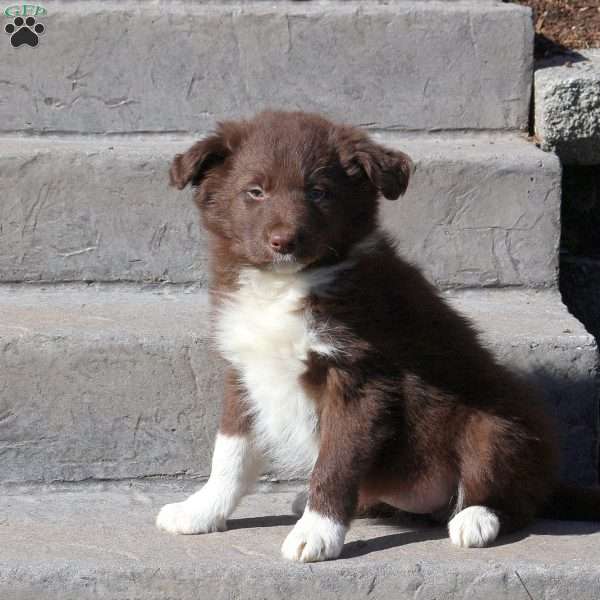 Harmony, Border Collie Puppy