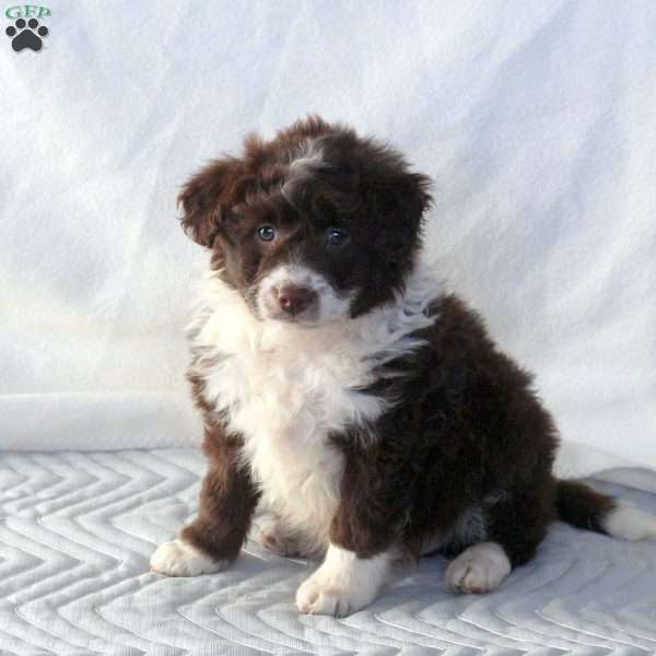 Harper, Mini Aussiedoodle Puppy