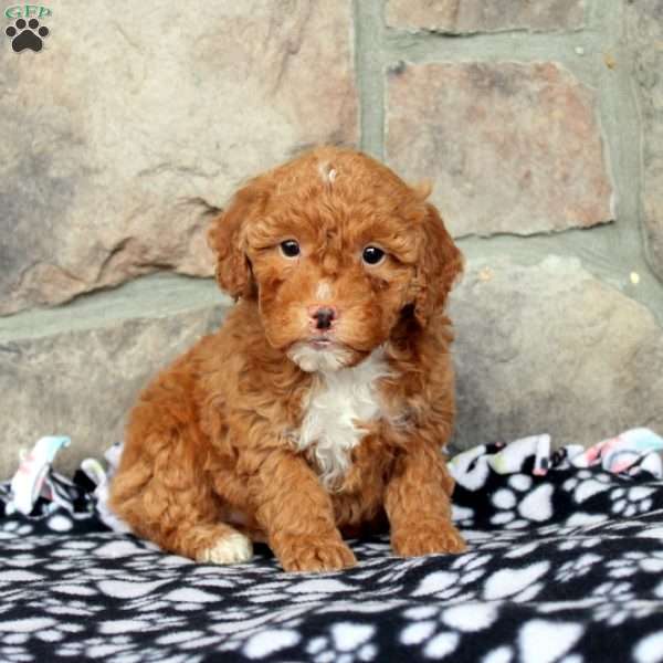 Harry, Mini Goldendoodle Puppy