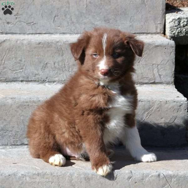 Heath, Border Collie Puppy