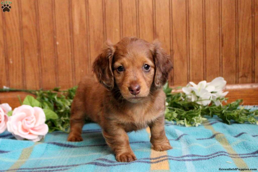 Heather-Mini - Dachshund Puppy For Sale in Pennsylvania