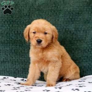 Hector, Golden Retriever Puppy