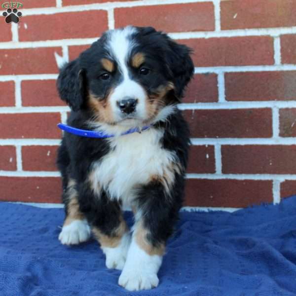 Holly, Bernese Mountain Dog Puppy