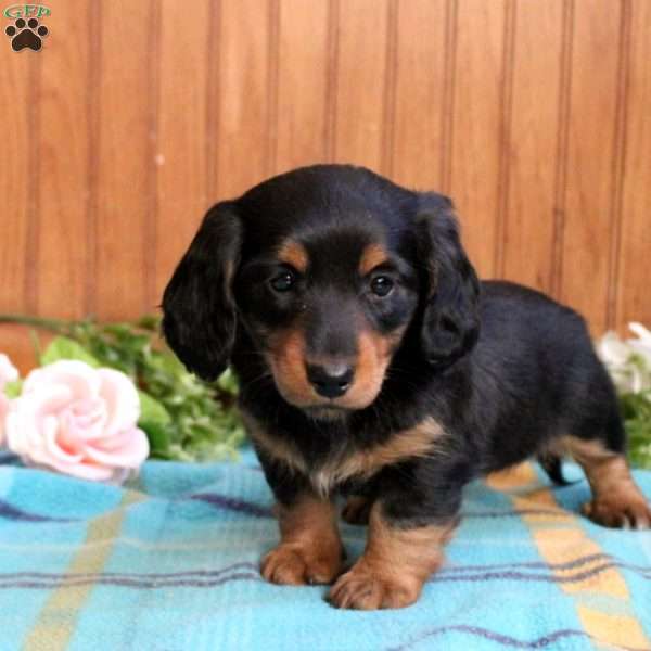 Holly-Mini, Dachshund Puppy