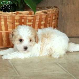 Honey, Toy Poodle Puppy