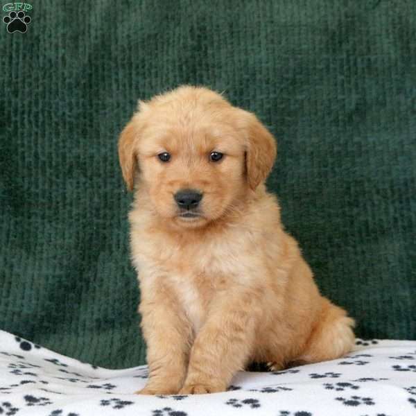 Hooper, Golden Retriever Puppy